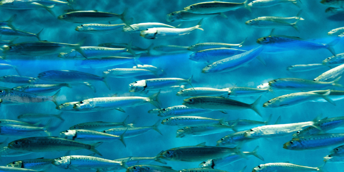 Aquaculture