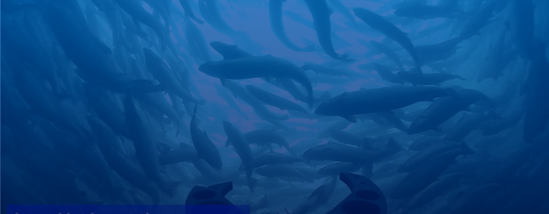 Revolutionizing Aquaculture:Japan’s Fish Farm Embraces Smart Technologies