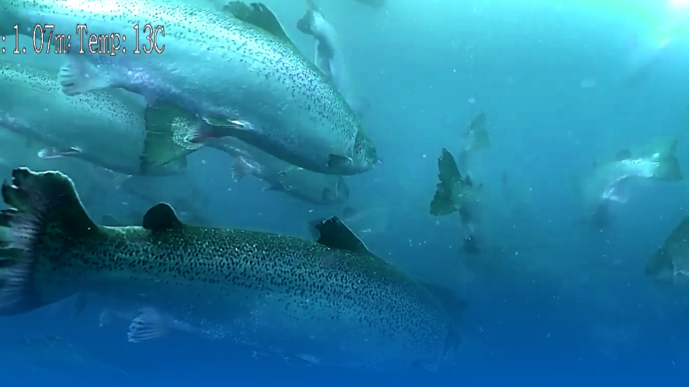 Norwegian Fish Farm Enhances<br>Operations with FIFISH ROV